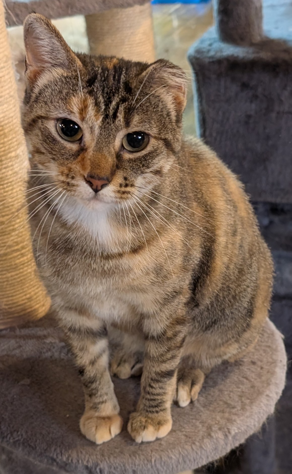 Cat Thumbnail